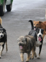 Guaymallén implementa nueva modalidad para esterilizaciones gratuitas de perros y gatos