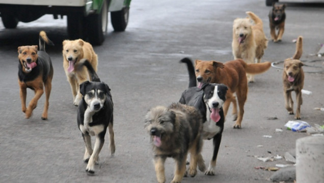 imagen Guaymallén implementa nueva modalidad para esterilizaciones gratuitas de perros y gatos