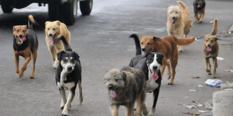 Guaymallén implementa nueva modalidad para esterilizaciones gratuitas de perros y gatos