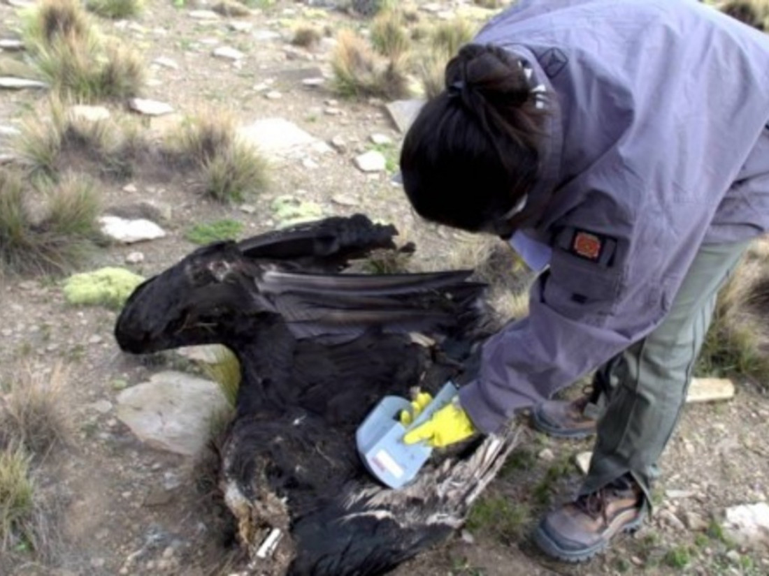 Matanza de cóndores: prisión preventiva y embargo de bienes para los acusados