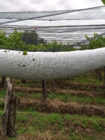 Nación declaró la emergencia agropecuaria en varias zonas de Mendoza por la caída de granizo