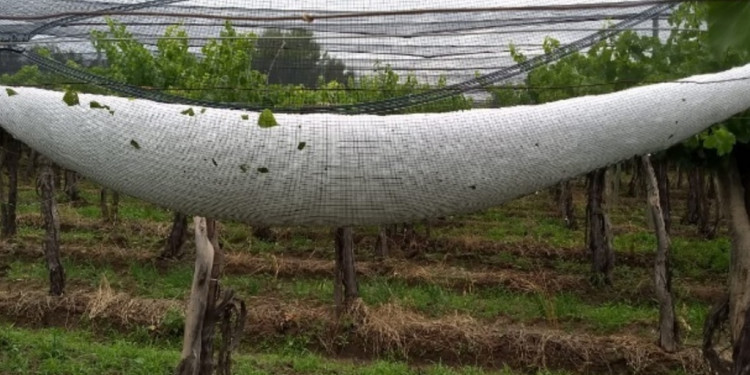 Nación declaró la emergencia agropecuaria en varias zonas de Mendoza por la caída de granizo