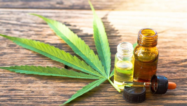 imagen Cannabis medicinal: a 2 años de su regulación, siguen los límites