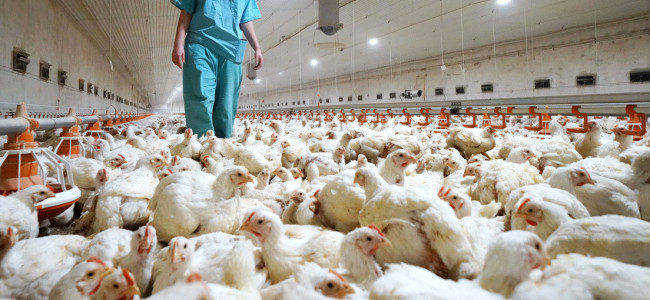 Gripe aviar: Salud emitió recomendaciones ante la detección de nuevos casos de aves enfermas