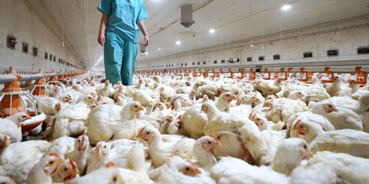 Gripe aviar: Salud emitió recomendaciones ante la detección de nuevos casos de aves enfermas