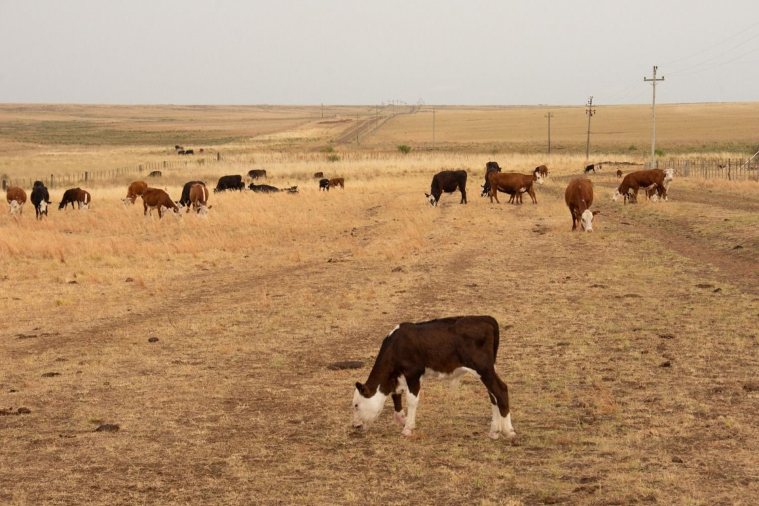 Casi el 55% del territorio nacional se encuentra bajo condición de sequía