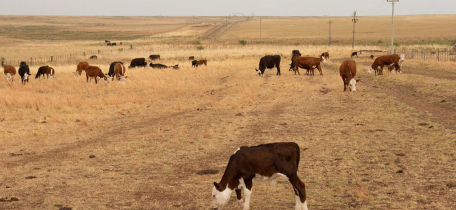 Casi el 55% del territorio nacional se encuentra bajo condición de sequía