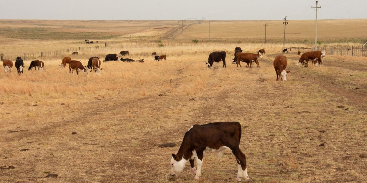 Casi el 55% del territorio nacional se encuentra bajo condición de sequía