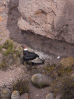 Nacimiento de cóndores andinos: cómo son los primeros meses de vida y cómo los protege Mendoza