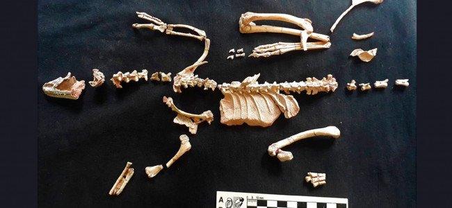 Un fósil patagónico de 95 millones de años reescribe la historia evolutiva de un enigmático grupo de dinosaurios