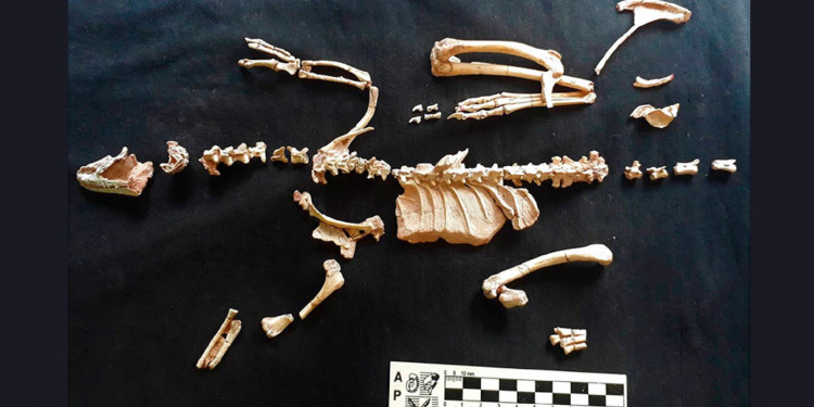 Un fósil patagónico de 95 millones de años reescribe la historia evolutiva de un enigmático grupo de dinosaurios