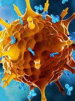 Nobel de Medicina: desde Conicet, explican el descubrimiento que mantiene bajo control el sistema inmune