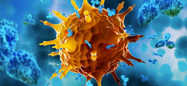 Nobel de Medicina: desde Conicet, explican el descubrimiento que mantiene bajo control el sistema inmune