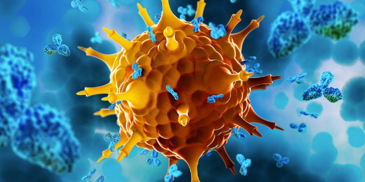 Nobel de Medicina: desde Conicet, explican el descubrimiento que mantiene bajo control el sistema inmune