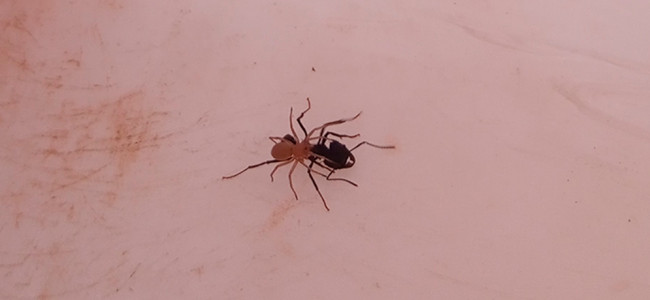 Descubren en Mendoza una singular araña que "viaja" arriba de las hormigas