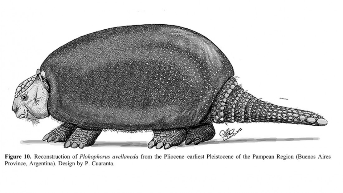 Describen una nueva especie de gliptodonte en Argentina