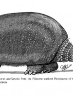 Describen una nueva especie de gliptodonte en Argentina