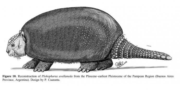 Describen una nueva especie de gliptodonte en Argentina