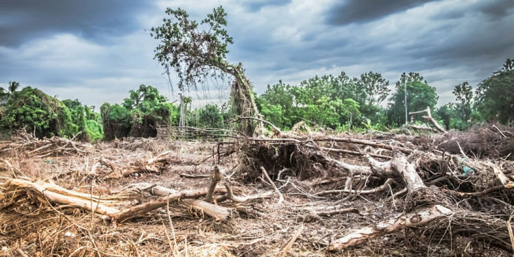 "Tenemos una grave distorsión del uso de los recursos naturales"