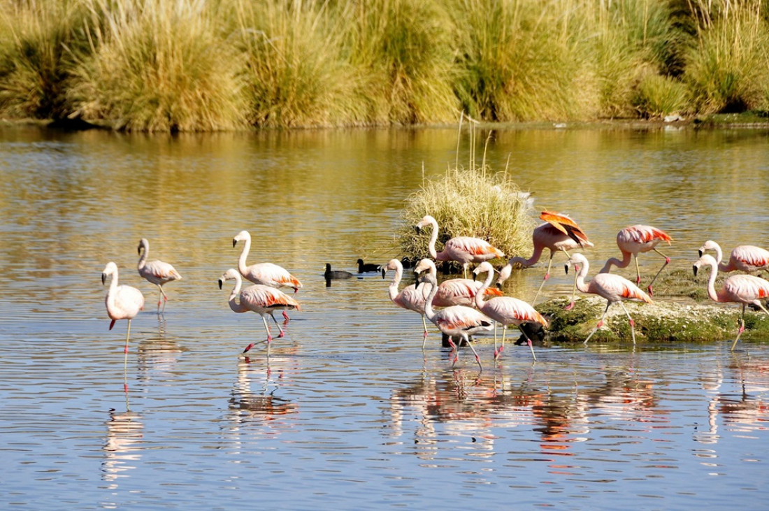 Descubrí la maravilla natural de Llancanelo, un humedal único en Mendoza