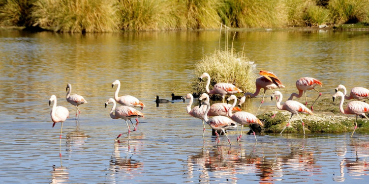 Descubrí la maravilla natural de Llancanelo, un humedal único en Mendoza