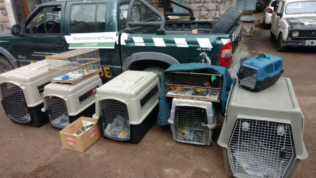 imagen En el último año se rescataron 1800 animales exóticos del tráfico ilegal