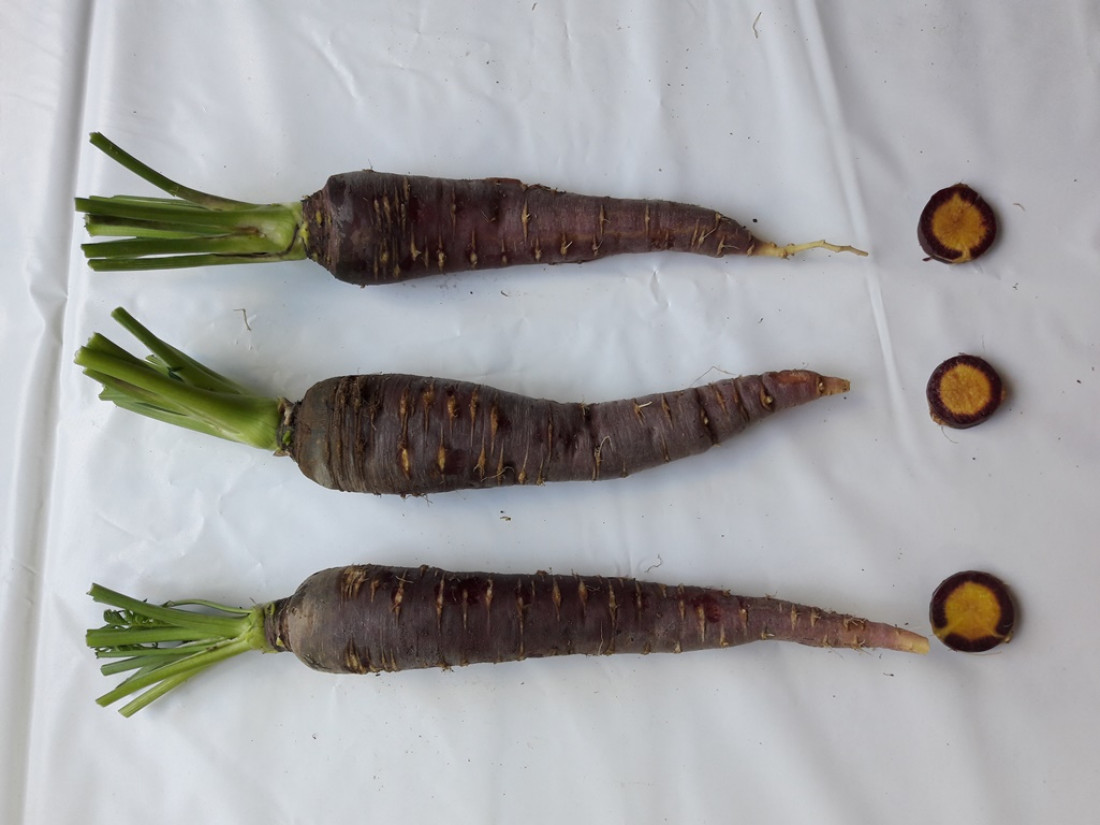 Los secretos de la zanahoria morada estudiada en Mendoza