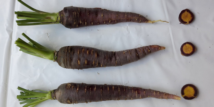 Los secretos de la zanahoria morada estudiada en Mendoza