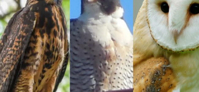 Gavilanes, halcones y lechuzas de campanario: cuál es el rol de las aves rapaces en la ciudad