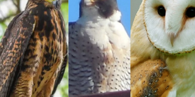 Gavilanes, halcones y lechuzas de campanario: cuál es el rol de las aves rapaces en la ciudad