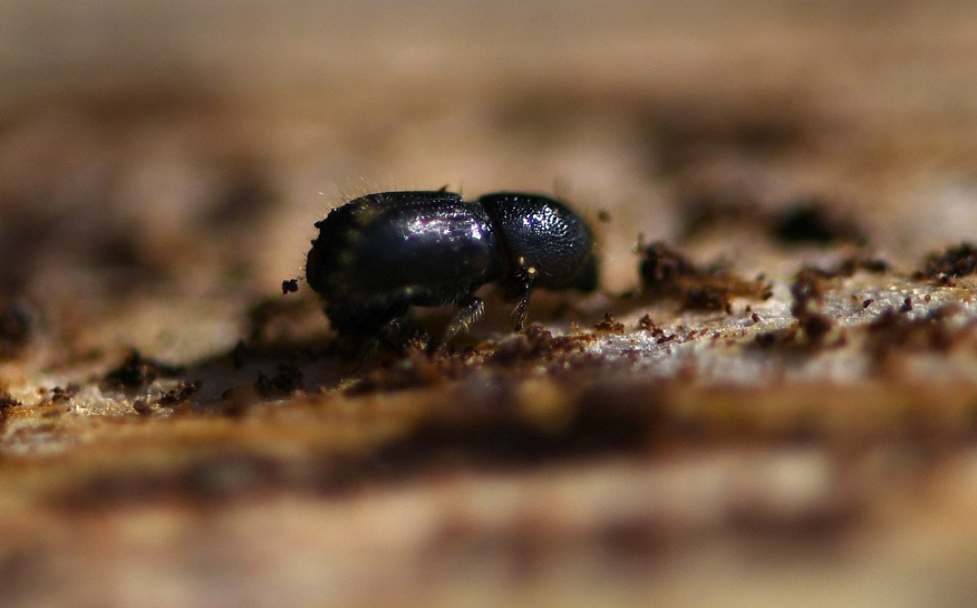 Crisis climática: árboles y plantas más débiles y migración masiva de insectos