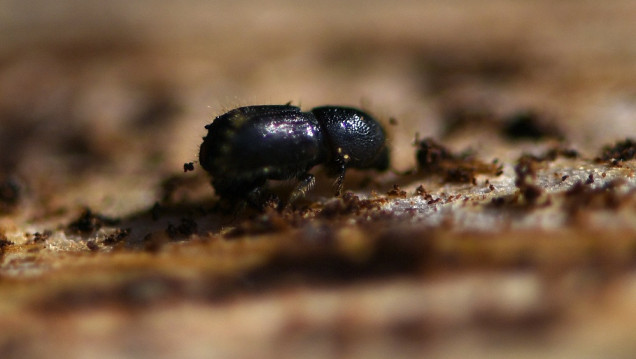 imagen Crisis climática: árboles y plantas más débiles y migración masiva de insectos