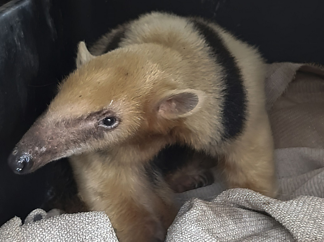 Trasladan al oso melero rescatado en Mendoza a un centro de conservación en Corrientes 