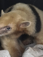 Trasladan al oso melero rescatado en Mendoza a un centro de conservación en Corrientes 