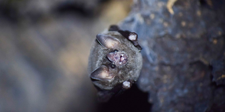 Murciélagos: funciones ecológicas y vínculos culturales