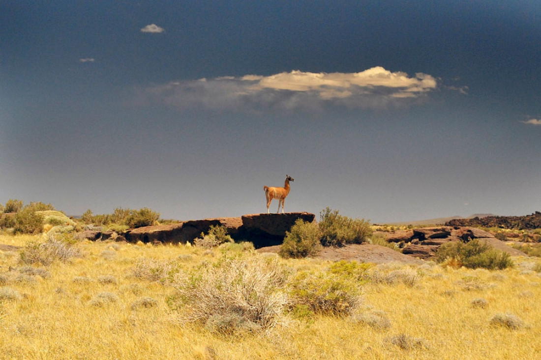 Mendoza presentó la documentación para postular a la Payunia como Patrimonio de la Humanidad