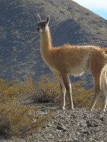 La caza afectó la diversidad genética de los guanacos durante los últimos 2000 años