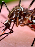 Descubren cómo el virus del Zika usa el sistema de defensas humano para avanzar con la infección