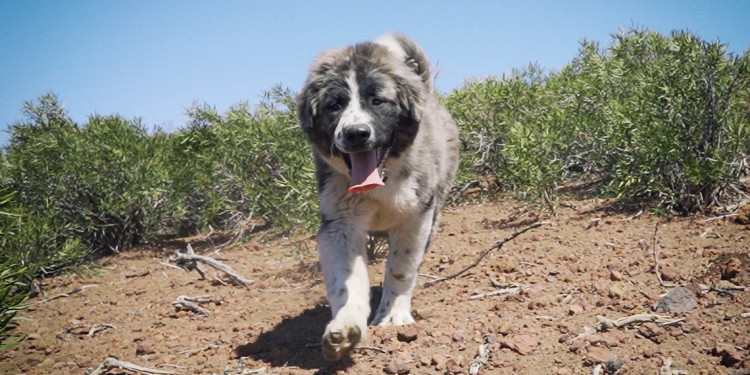 En equilibrio: cómo avanza el programa de perros protectores de ganado en Mendoza 