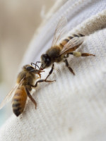 La labor de las abejas impacta en forma positiva en el 75% de los alimentos 