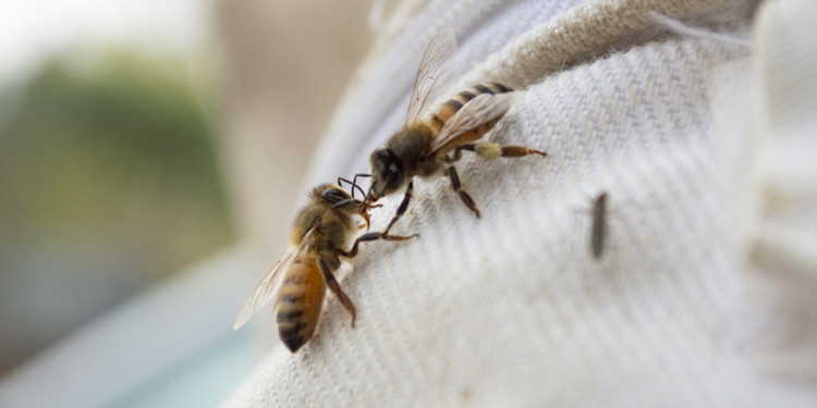 La labor de las abejas impacta en forma positiva en el 75% de los alimentos 