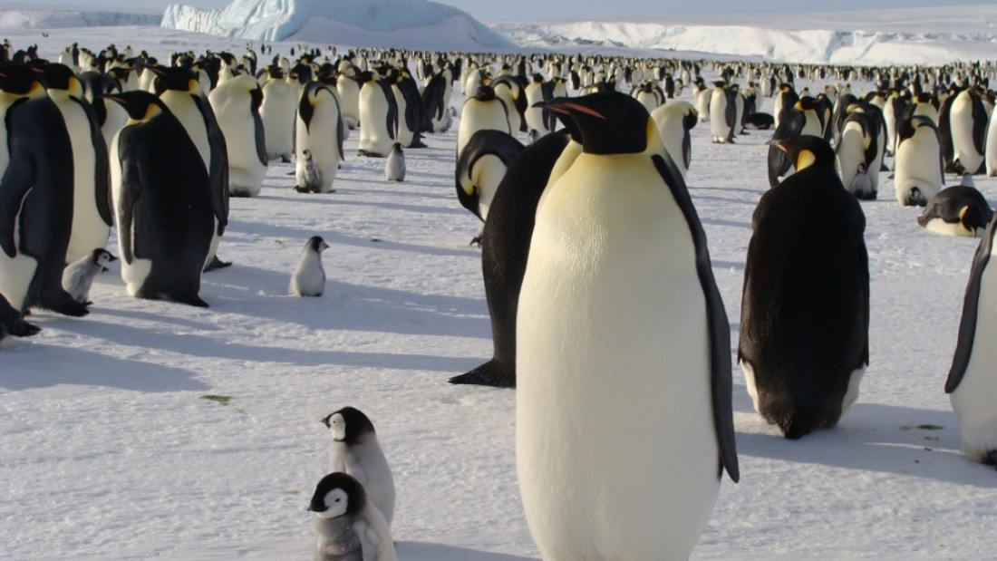 Antártida: el deshielo precoz pone en peligro al pingüino emperador