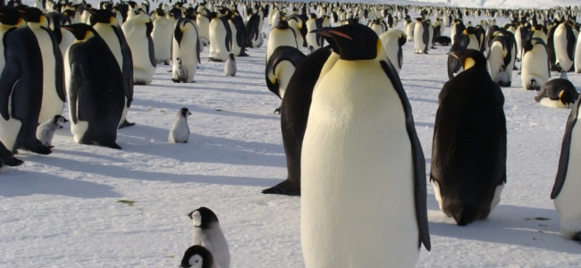 Antártida: el deshielo precoz pone en peligro al pingüino emperador