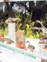  General Alvear tiene su propio museo de Ciencias Naturales