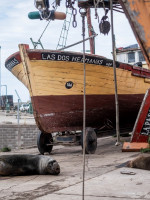 Diez claves para entender el brote de gripe aviar en lobos marinos