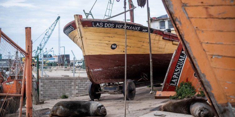 Diez claves para entender el brote de gripe aviar en lobos marinos