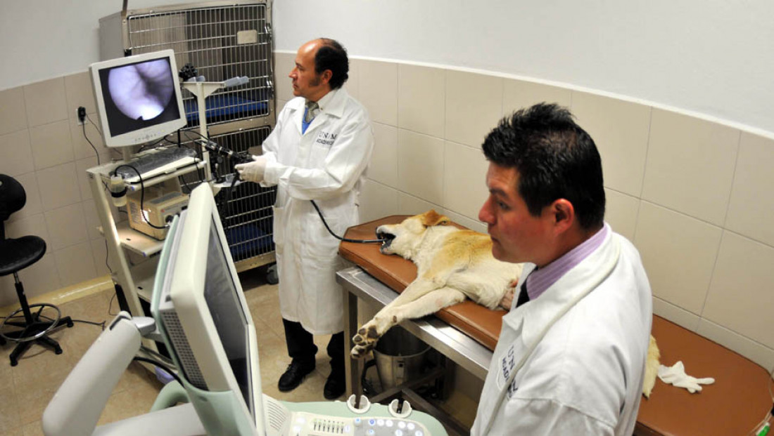 El esperado hospital veterinario