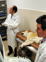 El esperado hospital veterinario