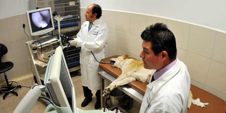 El esperado hospital veterinario