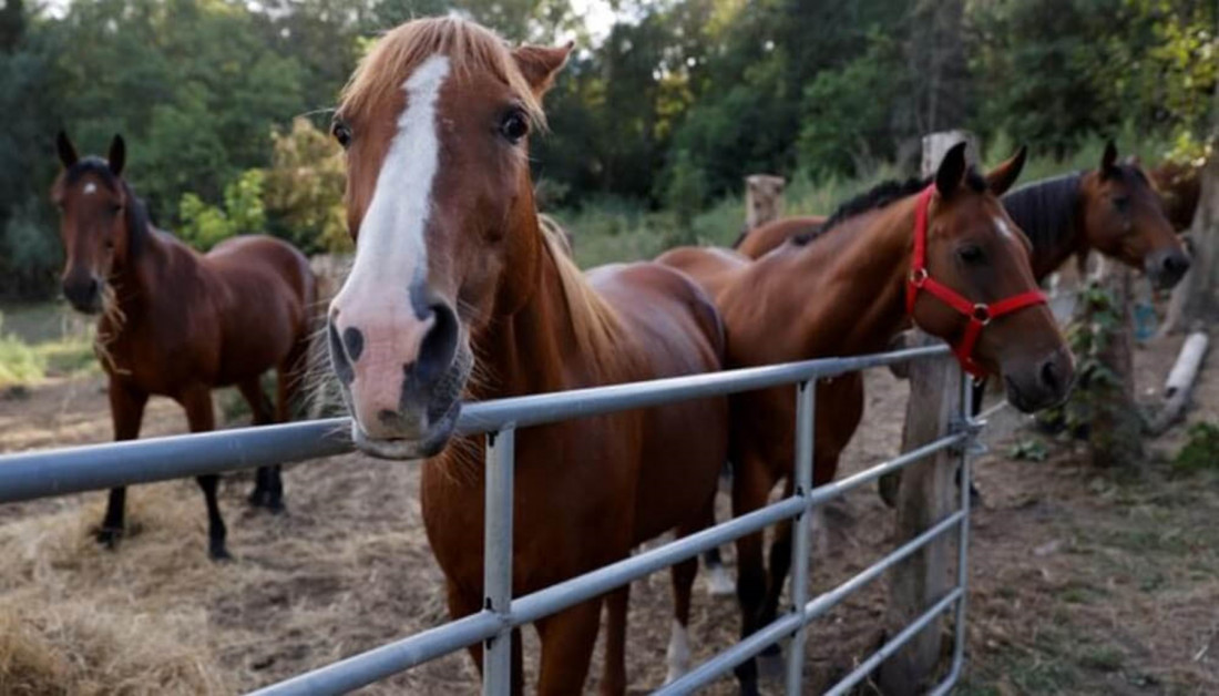 Caballos que sanan: de maltratados a piezas clave en la terapia de niños y niñas